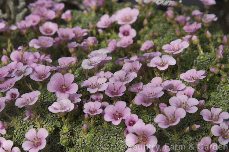 Saxifraga x anglica 'Cranbourne', a delicate little. Saxifrage hybrid between European and Himalayan species (<i>Saxifraga aretioides x [Saxifraga lilacina x Saxifraga media]). It forms a small carpeting mound and flowers in very early spring. saxifraga-2487htm'>Saxifraga. <a href='saxifragaceae-plant-family-photoshtml'>Saxifragaceae</a>.