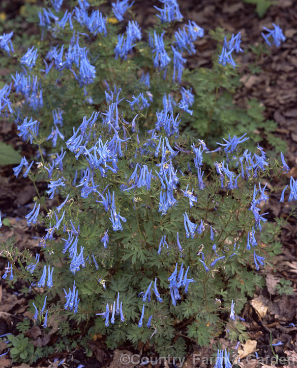 Corydalis flexuosa 'China. Blue', a deeply coloured form of a perennial from the woodlands of western Sichuan, China. It is spring-flowering and may repeat bloom in autumn. corydalis-2426htm'>Corydalis.