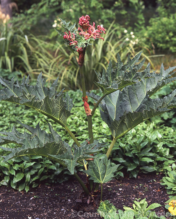 Rheum palmatum, a rhubarb native to northwestern China. Its panicles of red, pink or cream flowers open in late spring or early summer on stems up to 15m tall. The toothed foliage is distinctive