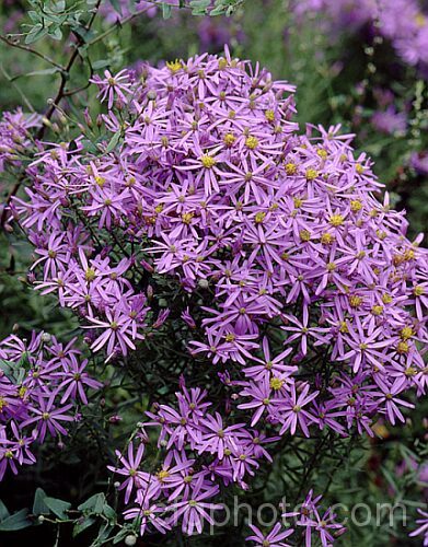 Symphyotrichum patens var. patens (syn. Aster patens</i>), a late summer- to autumn-flowering perennial native to the southeastern United States. It is capable of growing to 15m tall but often bends over under the weight of its flowerheads. symphyotrichum-2293htm'>Symphyotrichum.