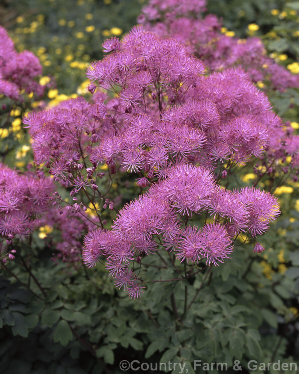 Thalictrum minus, a late spring- to summer-flowering Eurasian perennial that grows to around 15m tall. Its flowers are usually pale yellow but may alternatively be a purplish shade. thalictrum-2040htm'>Thalictrum.