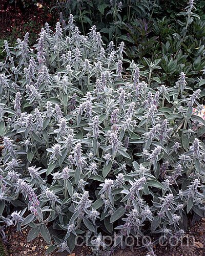 Lamb's Ears (<i>Stachys byzantina [syn. Stachys lanata]), an evergreen silver-haired perennial found from the Caucasus to Iran. Its mauve, early summer-borne flowers are carried on upright spikes in heads known as verticillasters