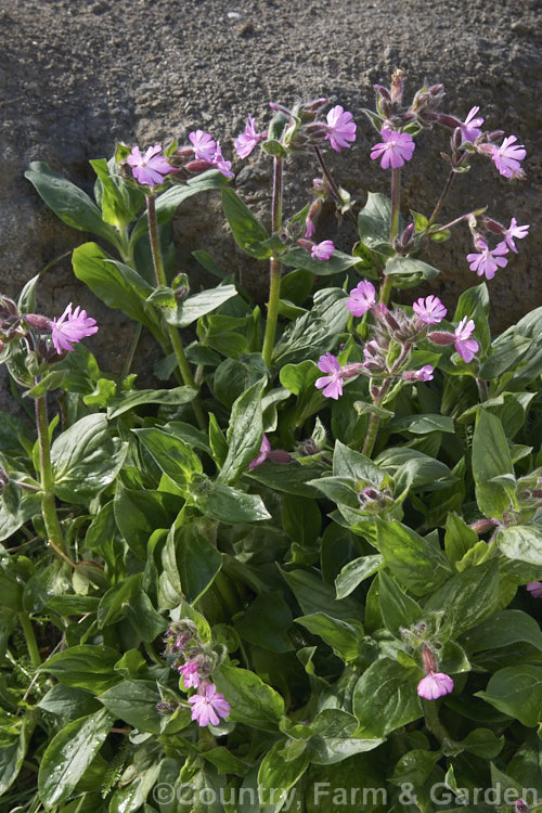 The pink-flowered form of Red Campion (<i>Silene dioica</i>), a near-evergreen, spring- to summer-flowering, European perennial with flower stems to 80cm tall It often naturalises in temperate climates. silene-2496htm'>Silene. Order: Caryophyllales, Family: Caryophyllaceae