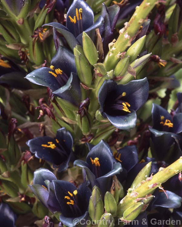Puya berteroniana, a spectacularly coloured summer-flowering bromeliad native to central Chile. Most cultivated plants labelled. Puya alpestris are actually this species