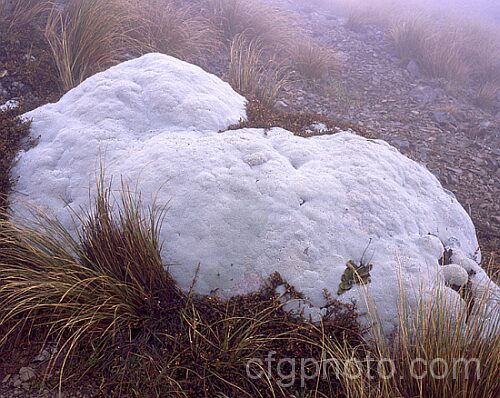 The Common Vegetable Sheep (<i>Raoulia eximia</i>) is a New Zealand alpine plant that forms large hummocks that from a distance look like grazing sheep. Despite the name it is not that common and has suffered in recent years from a die-back problem possibly caused by extra exposure to ultra-violet radiation due to ozone depletion. This specimen on Foggy. Peak was fairly high up the mountain but elsewhere it can be found at lower altitudes