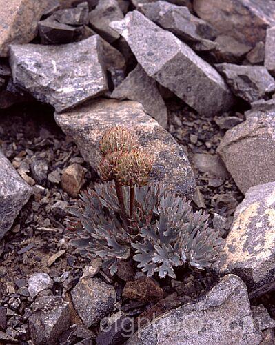 Haast's Buttercup (<i>Ranunculus haastii</i>), a large gray-leaved buttercup found on scree slopes between 1400 and 1850m in Nelson and Canterbury, New Zealand It is usually the first of the scree plants to flower. Order: Ranunculales, Family: Ranunculaceae