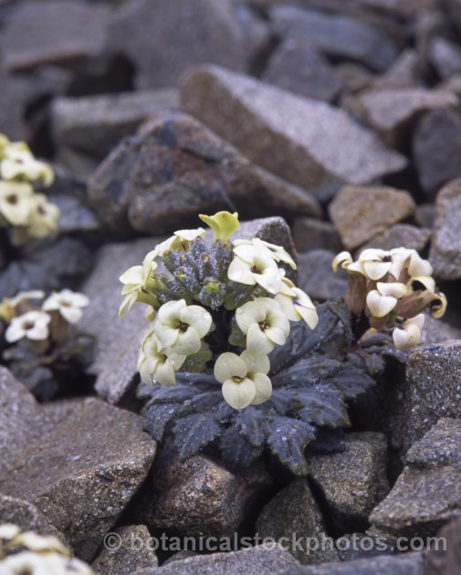 Penwiper Plant (<i>Notothlaspi rosulatum</i>). This perennial found in subalpine and alpine screes from Marlborough to South Canterbury, New Zealand is related to the wallflowers and its flowers are mildly fragrant. This seedling, probably two years old, is just developing the foliage rosette that in future years will become a spreading skirt of leaves below its upright flower head. notothlaspi-3179htm'>Notothlaspi. .