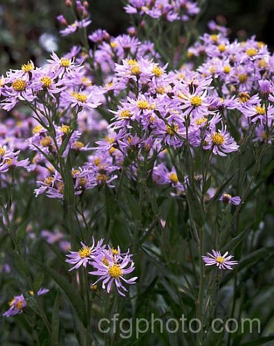 Symphyotrichum oolentangiense (syn. Aster oolentangiensis</i>), a 15-18m tall, late summer- to autumn- flowering perennial native to eastern North America. symphyotrichum-2293htm'>Symphyotrichum.