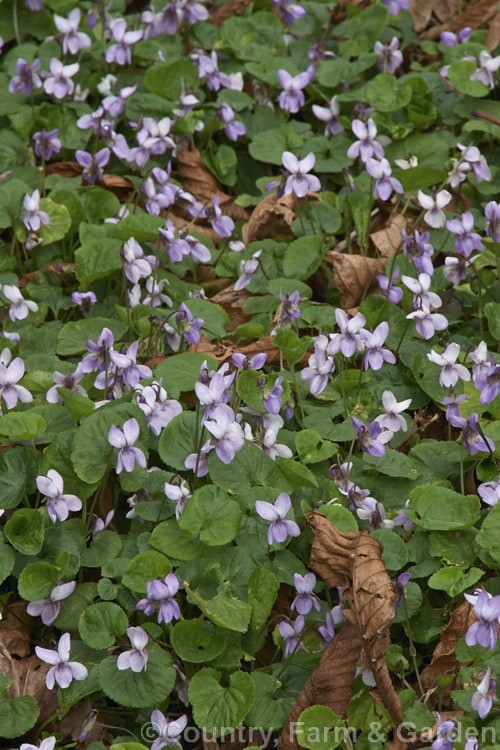 Viola odorata 'Royal Ascot', a mauve-flowered form of the common. Sweet Violet, a low-growing, spring-flowering. European perennial, the scented flowers of which are widely used in perfumes. viola-2165htm'>Viola. <a href='violaceae-plant-family-photoshtml'>Violaceae</a>.