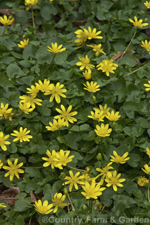 Common Buttercup (<i>Ranunculus ficaria</i>), a spring-flowering perennial found over all of Europe, including some of the AtlanticIslands, North Africa and eastwards to Siberia. It is also widely naturalised elsewhere. Order: Ranunculales, Family: Ranunculaceae