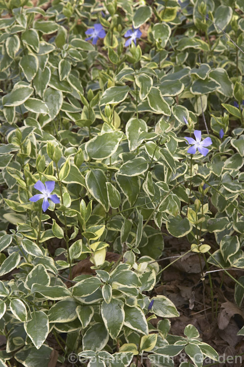 Variegated Periwinkle (<i>Vinca major 'Variegata'), a variegated foliage form of a spreading, rather vine-like evergreen perennial native to western Asia. Very similar to but slightly larger in all respects than the more common. Lesser Periwinkle (<i>Vinca minor</i>). vinca-3390htm'>Vinca. Order: Gentianales, Family: Apocynaceae