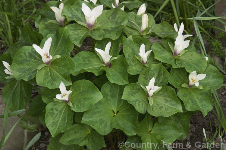 Giant Trillium (<i>Trillium chloropetalum</i>). Often confused with Trillium sessile, this 20-65cm tall perennial occurs in many forms in the western United States. White forms may be hybrids with Trillium albidum. trillium-2304htm'>Trillium. <a href='melanthiaceae-plant-family-photoshtml'>Melanthiaceae</a>.
