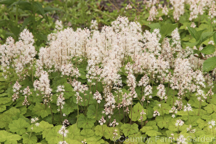 Foam. Flower (<i>Tiarella cordifolia</i>), a spring-flowering perennial found in eastern North America from Manitoba, Canada to Georgia, USA It forms dense, slowly spreading clump and can be grown as a woodland, border or rockery plant. Order: Saxifragales, Family: Saxifragaceae