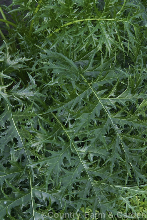 <i>Acanthus spinosus</i>, a near-evergreen perennial from the Mediterranean region. The leaves are up to 30cm across x 45cm long with deeply cut, spine-tipped lobes. Order: Lamiales, Family: Acanthaceae