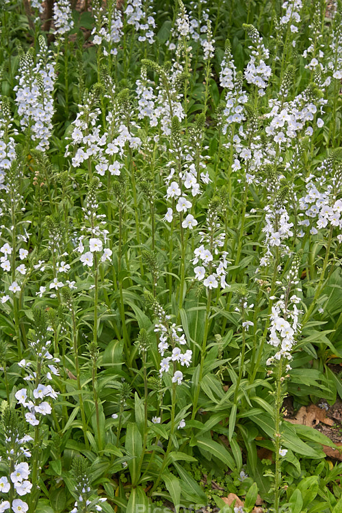 <i>Veronica gentianoides</i>, a woodland and low alpine (1000-3600m</i>) species from the Caucasus, Crimea and Turkey. The flower stems are up to 80cm tall Order: Lamiales, Family: Plantaginaceae