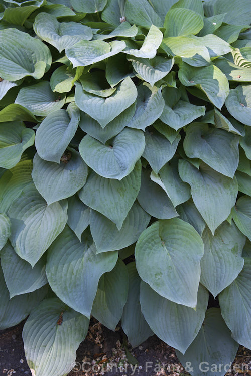 Hosta 'Blue Boy' (<i>Hosta nakaiana x Hosta sieboldiana</i>), a compact blue-foliaged hybrid introduced by David Stone in the mid-1980s. The flowers are very pale mauve to white. hosta-2110htm'>Hosta.