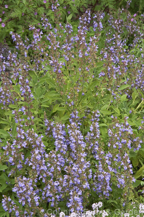 Common Sage (<i>Salvia officinalis</i>), an evergreen woody-stemmed perennial of shrub native to the Mediterranean area. Its foliage has long been used in cooking and it also has some herbal medicinal uses. Order: Lamiales, Family: Lamiaceae