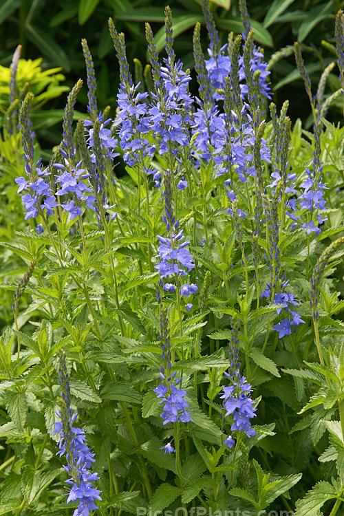 <i>Veronica spuria</i>, a 30-90cm tall, early summer-flowering perennial native to southeastern Europe. Order: Lamiales, Family: Plantaginaceae