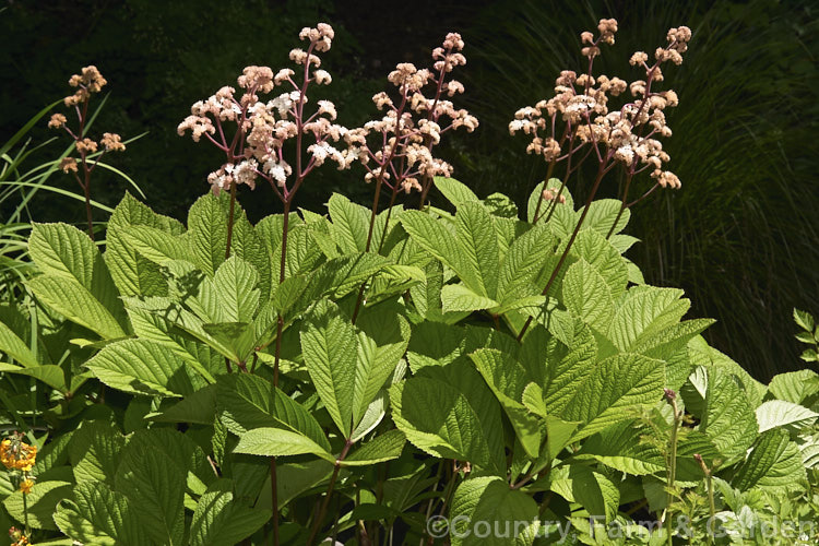 Rodgersia pinnata 'Elegans', a light-pink-flowered form of a normally red-flowered 12m tall herbaceous perennial native to the woodlands, streamsides and marginal boggy areas of southwestern China. rodgersia-2722htm'>Rodgersia. <a href='saxifragaceae-plant-family-photoshtml'>Saxifragaceae</a>.