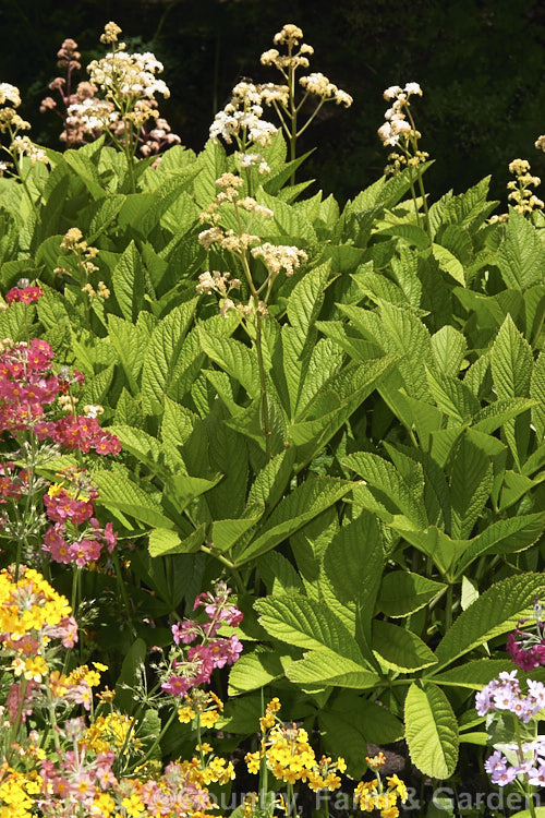 Rodgersia aesculifolia, a 15-2m tall Chinese herbaceous perennial that occurs in woodlands, along streamsides and in marginal boggy areas. rodgersia-2722htm'>Rodgersia. <a href='saxifragaceae-plant-family-photoshtml'>Saxifragaceae</a>.