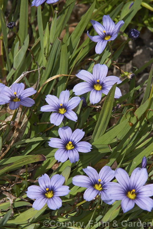 Californian Blue-eyed. Grass (<i>Sisyrinchium bellum [syn. Sisyrinchium angustifolium var. bellum]), a grassy-leaved early summer-flowering perennial native to California