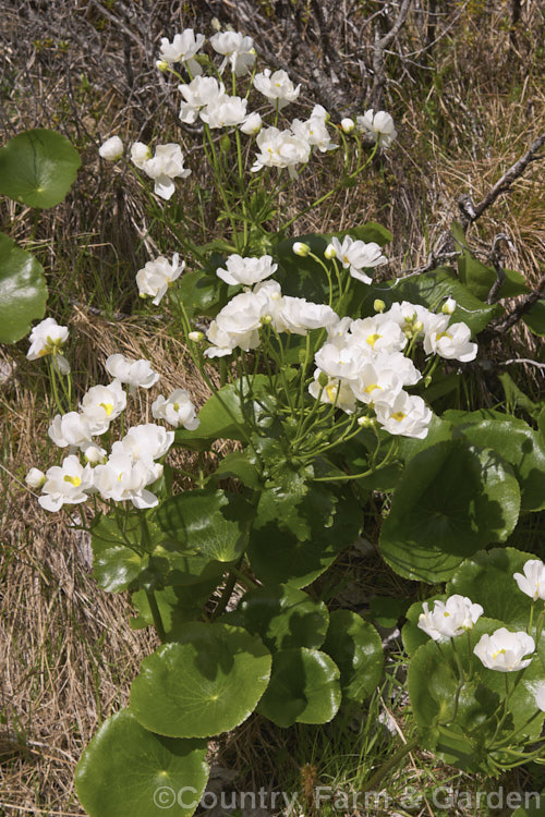 Giant Mountain Buttercup or Mount Cook Lily (<i>Ranunculus lyallii</i>), a New Zealand alpine species, which is among the largest buttercups, and not, despite its often used common name, a lily. Order: Ranunculales, Family: Ranunculaceae
