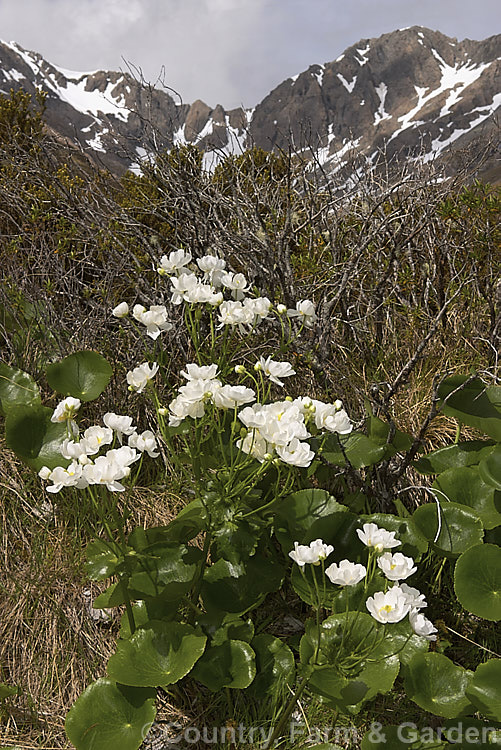 Giant Mountain Buttercup or Mount Cook Lily (<i>Ranunculus lyallii</i>), a New Zealand alpine species, which is among the largest buttercups, and not, despite its often used common name, a lily. Order: Ranunculales, Family: Ranunculaceae