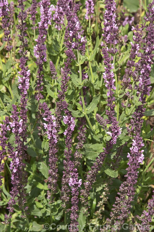 Salvia nemorosa, a late spring- to early autumn-flowering sage native to Europe and Central Asia. It is around 60cm high when in flower and can make a clump up to 1m across. Order: Lamiales, Family: Lamiaceae