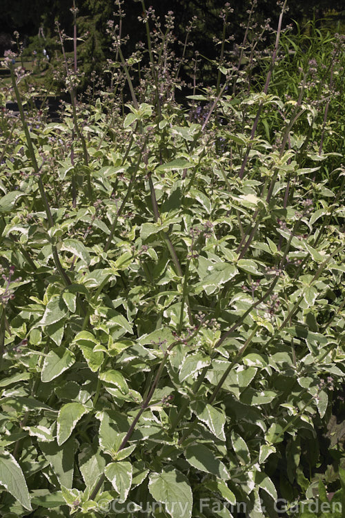 Scrophularia auriculata 'Variegata', a variegated foliage form of Water. Betony or Water. Figwort, a 1-1.5m high, summer-flowering western European perennial. scrophularia-3298htm'>Scrophularia. <a href='scrophulariaceae-plant-family-photoshtml'>Scrophulariaceae</a>.