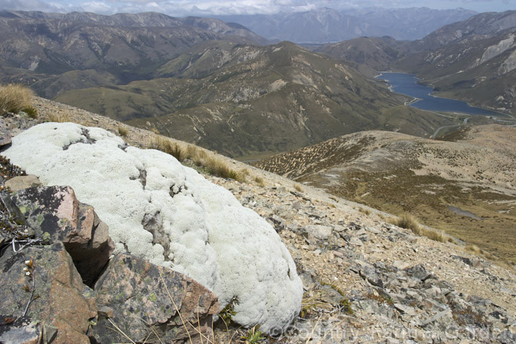 Common Vegetable Sheep (<i>Raoulia eximia</i>), a New Zealand alpine plant that forms large hummocks that from a distance look like grazing sheep. It occurs in the drier parts of the northern half of the South Island, usually above 1600m