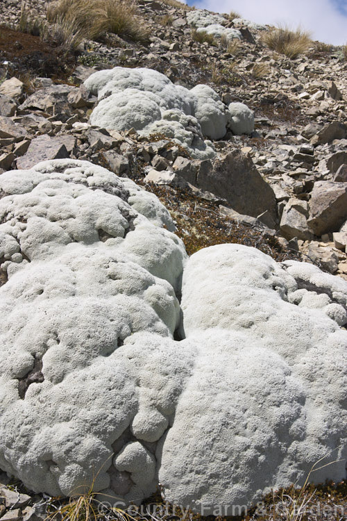 Common Vegetable Sheep (<i>Raoulia eximia</i>), a New Zealand alpine plant that forms large hummocks that from a distance look like grazing sheep. It occurs in the drier parts of the northern half of the South Island, usually above 1600m