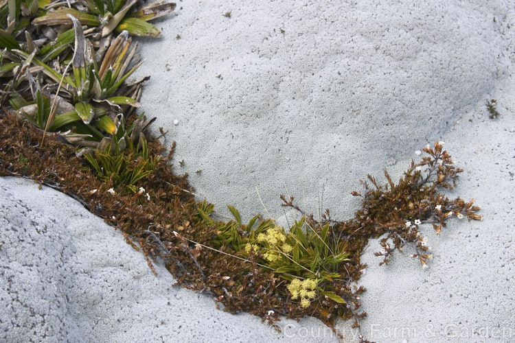 Common Vegetable Sheep (<i>Raoulia eximia</i>), a New Zealand alpine plant that forms large hummocks that from a distance look like grazing sheep. It occurs in the drier parts of the northern half of the South Island, usually above 1600m