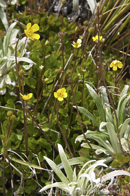 Small. Variable Buttercup (<i>Ranunculus enysii</i>), a summer-flowering perennial found in the mountains of the eastern half of New Zealand's South Island Order: Ranunculales, Family: Ranunculaceae