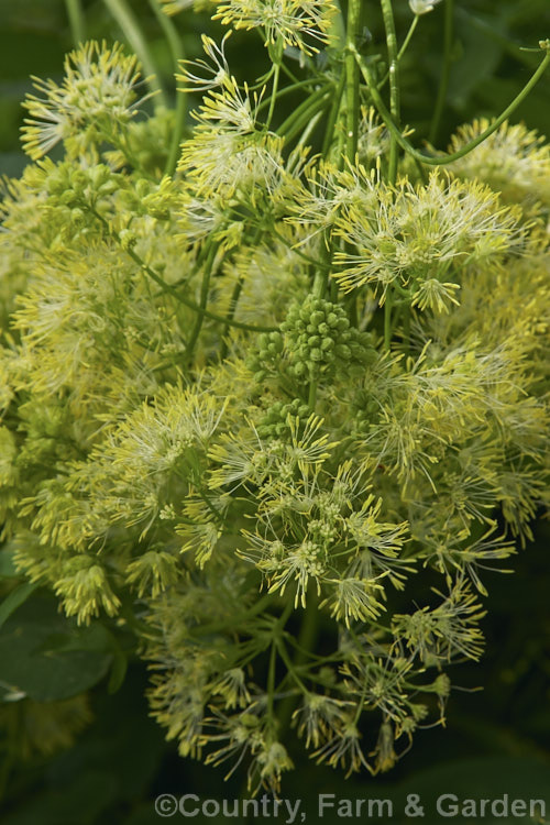 Thalictrum filamentosum var. tenerum, a pale yellow form of a normally white-flowered, low, spreading. Meadow Rue native to temperate. East Asia. thalictrum-2040htm'>Thalictrum.