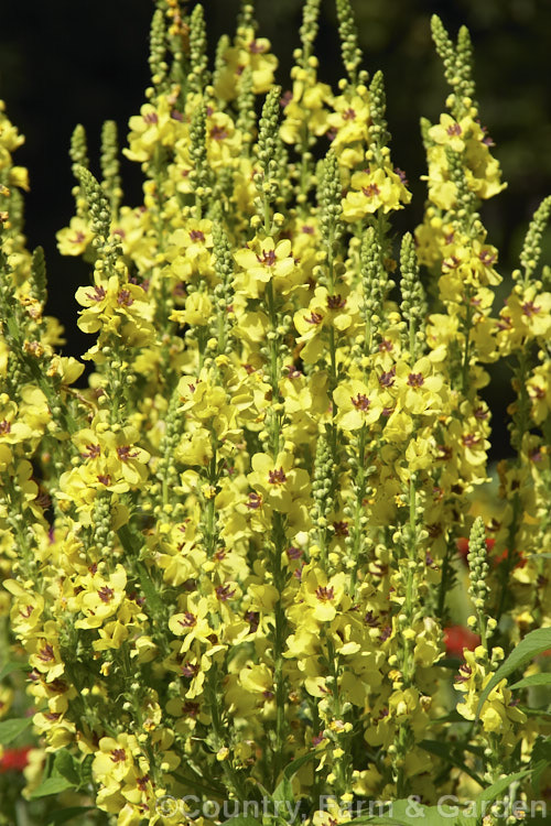 Nettle-leaved Mullein (<i>Verbascum chaixii</i>), a late spring- to early summer-flowering perennial found over much of southern and central Europe from Spain to Russia. Flower stems to 15m tall verbascum-3385htm'>Verbascum. <a href='scrophulariaceae-plant-family-photoshtml'>Scrophulariaceae</a>.
