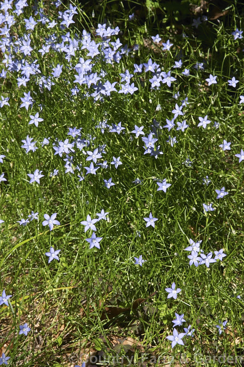 New Zealand Harebell or Bluebell (<i>Wahlenbergia albomarginata</i>), a small, tufted, clump-forming, spring- to summer-flowering perennial. Found mainly in the east of the South Island of New Zealand, its flowers range from white to bright blue. wahlenbergia-2930htm'>Wahlenbergia. <a href='campanulaceae-plant-family-photoshtml'>Campanulaceae</a>.