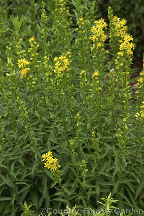 Solidago cutleri (syn. Solidago brachystachys</i>), a summer- to autumn-flowering perennial native to the northeastern United States. It grows to around 50cm tall in flower.