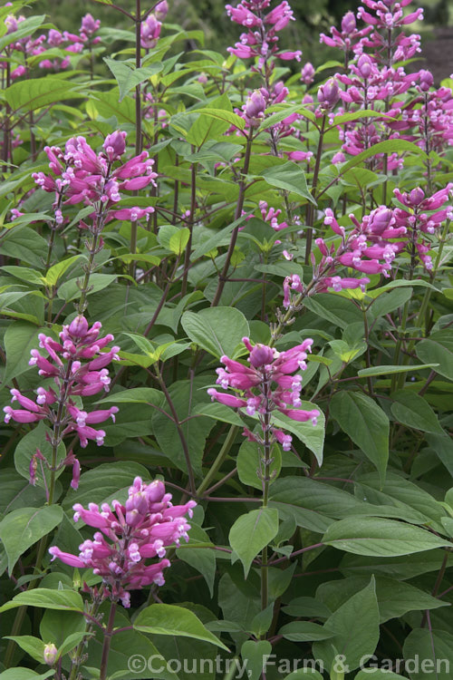 Salvia involucrata, a summer- and autumn-flowering perennial sage native to Mexico. It grows to around 15m tall and develops into a large clump. Both the foliage and flowers have a covering of velvety hairs. Order: Lamiales, Family: Lamiaceae