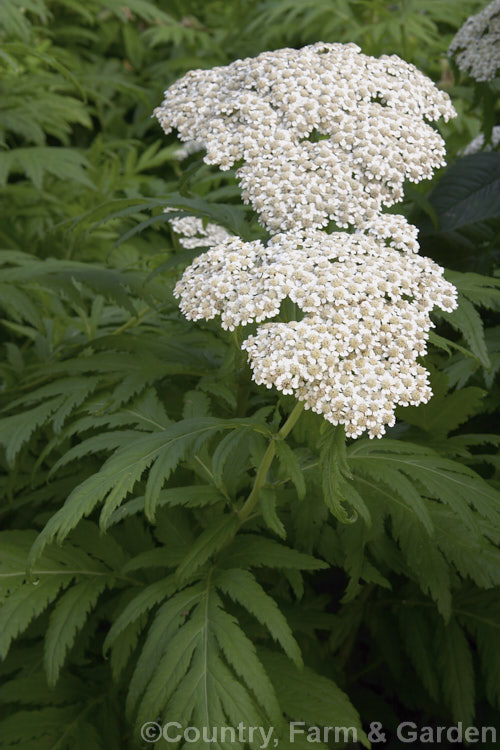 Tanacetum macrophyllum, a summer-flowering perennial found from central Europe to southern Russia. It grows to around 12m tall and has white to cream flowerheads and bold pinnate foliage. tanacetum-2130htm'>Tanacetum.