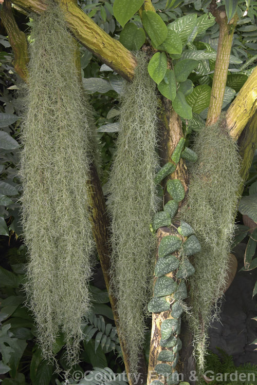 Spanish Moss or Old Man's Beard (<i>Tillandsia usneoides</i>), found from the southeast US to Chile and Argentina, this xerophytic bromeliad festoons trees, power lines and other perches in warm humid areas. Order: Poales, Family: Bromeliaceae