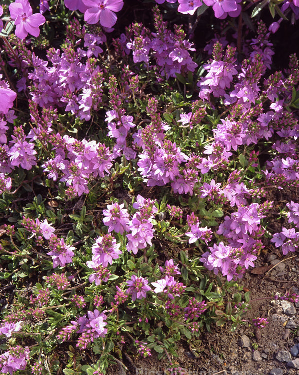 <i>Veronica prostrata</i> 'Mrs Holt', a light pink-flowered form of a late spring-flowering, mat-forming perennial from Europe. Order: Lamiales, Family: Plantaginaceae