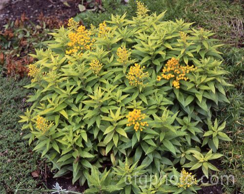 Solidago 'Queenie' (syn 'Golden Thumb'), a dwarfGoldenrod cultivar that grows to around 30cm high, has pale gold and green variegated foliage and flowers from late summer.