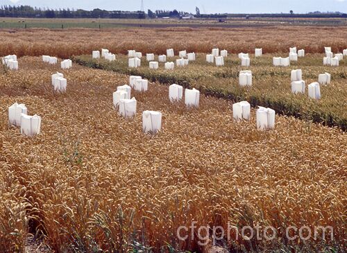 Trial crops of various cultivars of Wheat (<i>Triticum aestivum</i>) with the aim of producing new strains that crops heavily on short stems for easier harvesting and less wind damage. triticum-2291htm'>Triticum. .