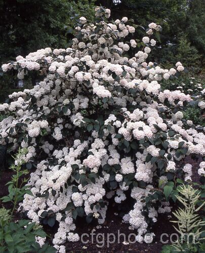 Viburnum plicatum 'Rosacea', a form of a common. Chinese and Japanese spring-flowering deciduous shrub with cream and pink-tinted sterile flowers and bronze new growth. viburnum-2081htm'>Viburnum.. viburnum-2081htm'>Viburnum. <a href='adoxaceae-plant-family-photoshtml'>Adoxaceae</a>.