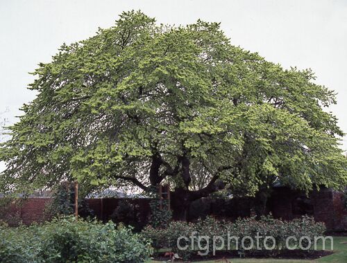 Spreading. Wych or Scotch Elm (<i>Ulmus glabra forma cornuta 'Horizontalis'), a Eurasian deciduous tree in which the crown forms a dense, spreading canopy of foliage. The tree shown here has a dense covering of winged green seed capsules, which are known as samara. Order: Rosales, Family: Ulmaceae