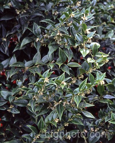 Sweet Box (<i>Sarcococca ruscifolia</i>), an evergreen shrub native to western China and Tibet. The small flowers open from midwinter; they are sweetly scented and followed by long-lasting red drupes. sarcococca-2486htm'>Sarcococca. <a href='buxaceae-plant-family-photoshtml'>Buxaceae</a>.