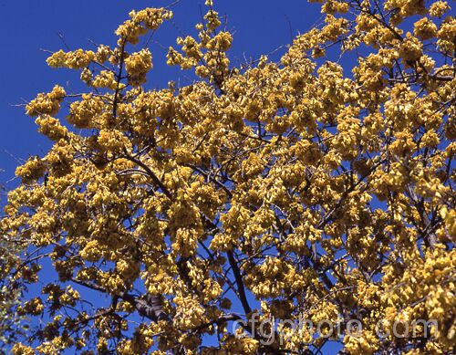 Kowhai (<i>Sophora tetraptera</i>), a briefly deciduous tree from New Zealand andChile. Its flowers are rich in nectar, appear from late winter (as the foliage drops</i>) and are a New Zealand national symbol. sophora-2142htm'>Sophora.
