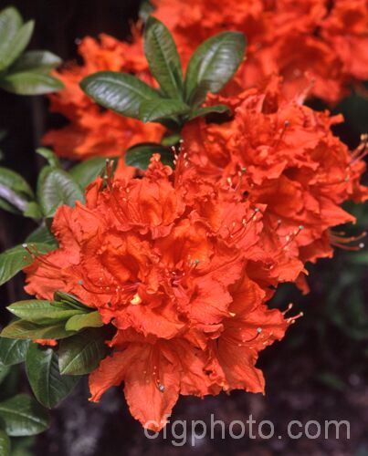 Rhododendron (deciduous azalea</i>) 'Ilam. Melford Flame' (syn 'Melford Flame'), an Ilam hybrid raised by Dr. Yeates of Palmerston. North, NZ