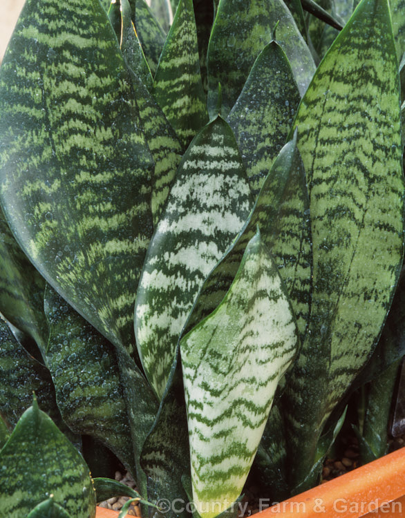 Sansevieria trifasciata 'Futura' (syn. Sansevieria gigantea</i>), one of the many cultivars of Bowstring. Hemp or Mother-in-Law's Tongue, a xerophytic fibrous-leafed perennial native to Nigeria. sansevieria-2484htm'>Sanseviera.