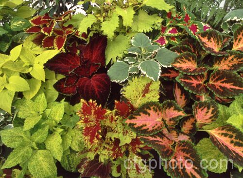 Some of the many cultivars of Coleus (<i>Solenostemon scutellarioides</i>). Originally native to Southeast Asia, this tender shrubby perennial occurs in many coloured foliage forms.